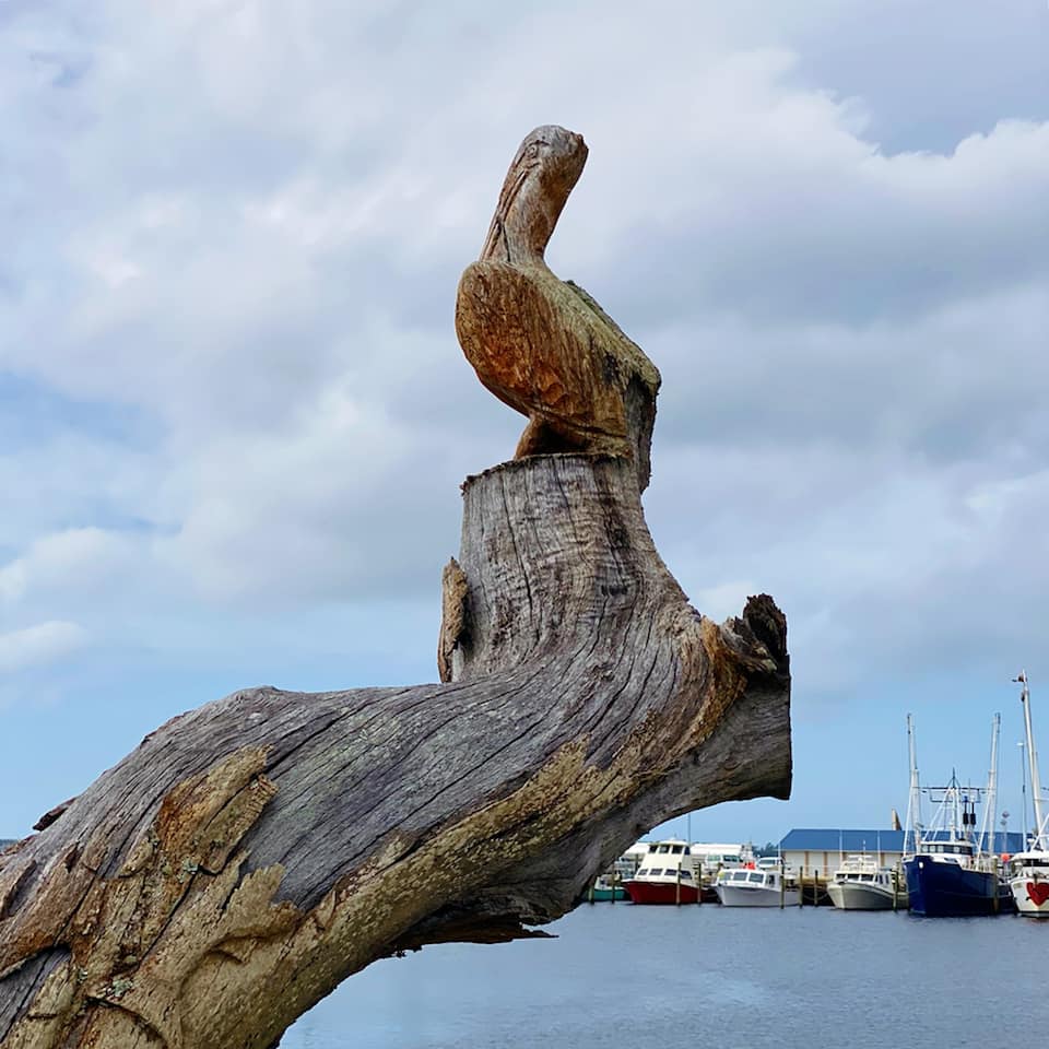 The Pelican Tree